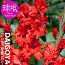 グラジオラス キングレッドバット 3球入り 球根 春植え球根...