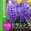 ヒヤシンス ピータースタイブザント(紫)【球根】1球ネット詰め ビックサイズ(16cm〜17cm球)_ヒヤシンス_ヒアシンス_秋植え_球根_販売_通販_