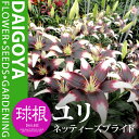 ユリ スカシユリ系 タンゴシリーズ ネッティーズプライド(白/紫)【球根】2球入り袋詰め_ユリ_ゆり_百合_秋植え_球根_販売_通販_