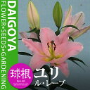 ユリ オリエンタルリリー ル・レーブ【球根】1球入り袋詰め 桃_ユリ_ゆり_百合_秋植え_球根_販売_通販_
