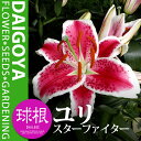 ユリ オリエンタルリリー スターファイター【球根】1球入り袋詰め 赤/白_ユリ_ゆり_百合_秋植え_球根_販売_通販_