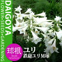 ユリ 鉄砲ユリ M球(白)【球根】2球入り袋詰め 鉄砲ゆり 百合 _ 夏植え_球根_販売_通販_