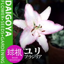 ユリ オリエンタル系 OTハイブリット ブラジリア(白/桃縁)【球根】1球入り袋詰め_ユリ_ゆり_百合_秋植え_球根_販売_通販_