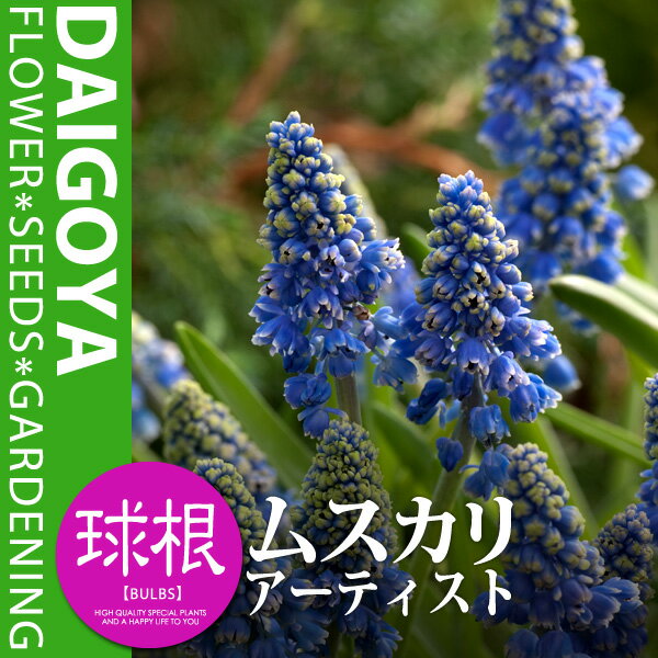 ムスカリアーティスト【球根】8球入り