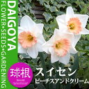 スイセン(水仙) プレミアム水仙 ピーチスアンドクリーム【球根】3球入り袋詰め_スイセン_水仙_秋植え_球根_販売_通販_
