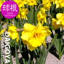スイセン(水仙) スタンダード水仙 ラッパ咲き アーリーセンセーション(黄・黄)【球根】3球入り袋詰め_スイセン_水仙_秋植え_球根_販売_通販_