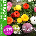ラナンキュラス 4種混合【球根】35〜40ml_ラナンキュラス_秋植え_球根_販売_通販_