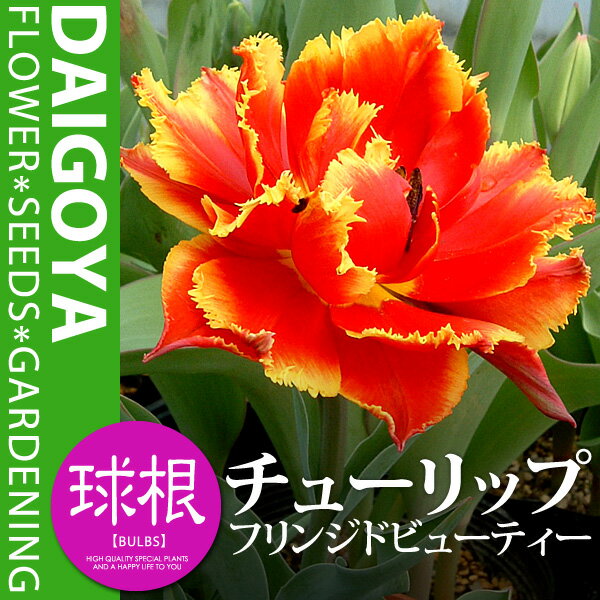 チューリップ フリンジ咲き フリンジドビューティー（赤・黄/F）【球根】3球入り袋詰め【秋植え球根】チューリップ★レビューを書いてもう1個プレゼント♪