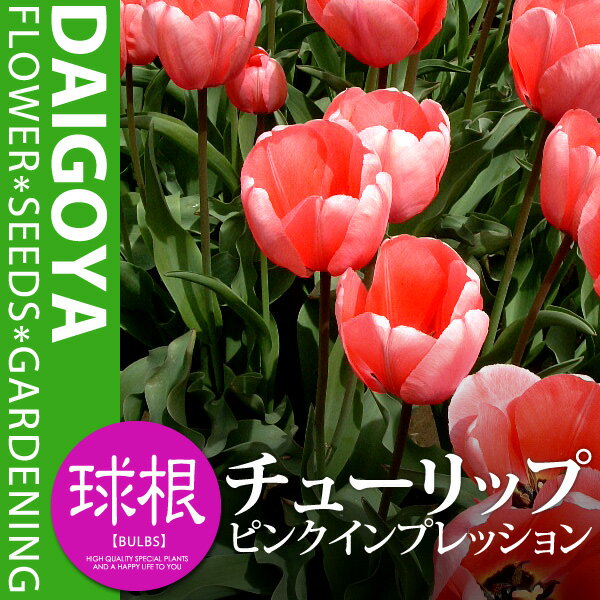 チューリップ 一重咲き ピンクインプレッション【球根】10球入り袋詰め 新潟産