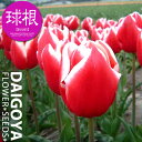チューリップ 変わり咲き リンファンダーマーク(赤・白/T)...