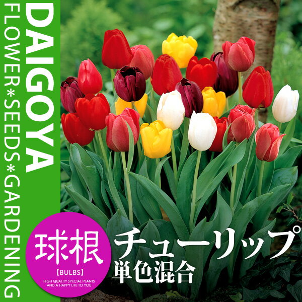 チューリップ 一重咲き 単色咲き混合【球根】8球入り袋詰め