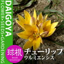 チューリップ 原種系 ウルミエンシス(黄/OS)【球根】6球入り袋詰め_チューリップ_秋植え_球根_販売_通販_