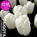 チューリップ 一重咲き ホワイトプリンス(白)【球根】5球入り袋詰め _ 秋植え_球根_販売_通販_