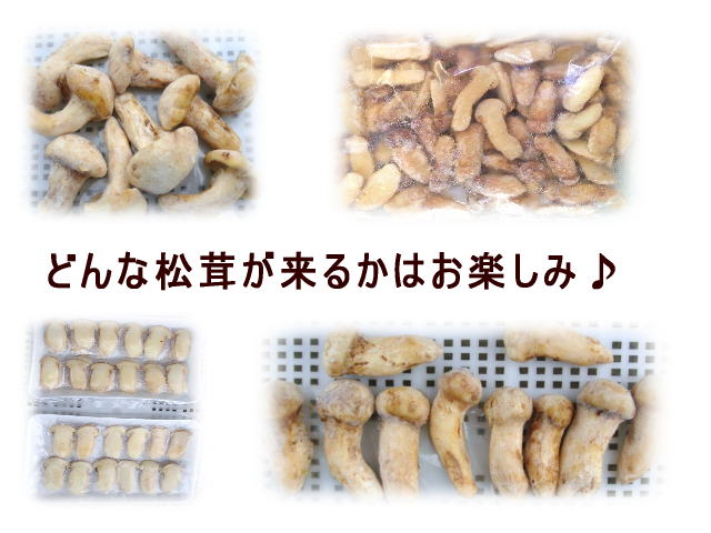 【送料無料】訳あり　おまかせ松茸食べきり セット250g【smtb-tk】 【駅伝_東_北_甲】Ekiden10P07Sep11食べきり松茸250g。送料無料でお届けします。　　　　　　　　　　