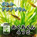 ボトルアクアリウムあくあくん475(円筒型)/生き物/ペット/熱帯魚/ボトルアクアリウム/自由研究/