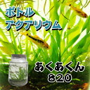 ボトルアクアリウムあくあくん820(円筒型)/生き物/ペット/熱帯魚/ボトルアクアリウム/自由研究/