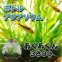 ボトルアクアリウムあくあくん3800(タイコ型)/生き物/ペット/熱帯魚/ボトルアクアリウム/自由研究/