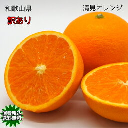 清見 オレンジ <strong>10kg</strong> <strong>訳あり</strong> 和歌山県産 清見 オレンジ 10Kg 傷あり <strong>訳あり</strong> サイズバラバラ サイズ指定不可