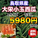 【送料無料】鳥取県産大栄小玉西瓜 Lサイズ 5玉入 【RCP...