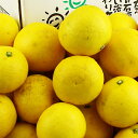 愛媛県産 ニューサマーオレンジ 自然の恵み(傷あり・訳あり)10kg