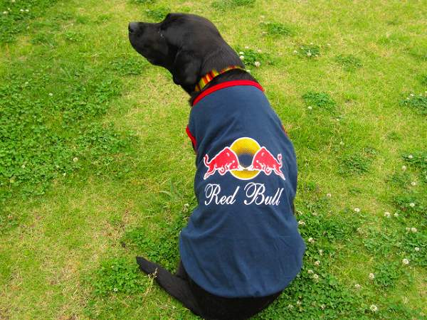 【犬服2点購入でメール便送料無料】Red Bull（レッドブル）★タンクトップ（中型犬） 犬の服 ドッグウェア【HLS_DU】Red Bullのロゴがクール★