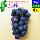 【送料無料】 長野産 特選 巨峰 4kg前後 甘くて美味しいぶどう!