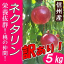 【送料無料】ネクタリン 訳あり 5kg 規格外 ツルツル桃!
