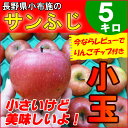 【送料無料】 長野産 信州 訳あり 小玉りんご 5kg 小布施 葉とらず バラ詰め