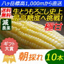 【送料無料】減農薬 八ヶ岳 生とうもろこし 10本入(ギフト箱) 糖度20度以上 激甘 朝採れ高原トウモロコシ