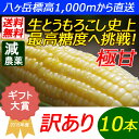 【送料無料】減農薬 八ヶ岳 生とうもろこし 訳あり 10本入 糖度20度以上 激甘 朝採れ高原トウモロコシ