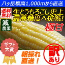 【送料無料】減農薬 八ヶ岳 生とうもろこし 訳あり 14本入 糖度20度以上 激甘 朝採れ高原トウモロコシ
