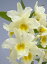 fhr[cDen.Hoshimusume 'hyacinth'zVXeqVXf