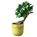 SPICE スパイス SPICE OF LIFE フェイクグリーン ガジュマル Sサイズ TADY9030 | ガーデン 植物 フェイクグリーン 水やり不要 手入れ不要 ガジュマル フェイク