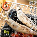 ししゃも シシャモ 子持ち 訳あり メス 1kg...
