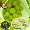 シャインマスカット 2房(約660g~800g) ぶどう 山梨県産 (着日指定不可)