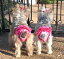 yDOGGIE DESIGN hM[fUCzRuffled NEW Solid Pink Pantiesippc-\bhsNjyyΉzyYDKG-kzyW3z