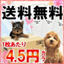 激安！ペットシーツ レギュラー800枚・ワイド400枚[トイレ　ペットシート　薄型　使い捨て　レビューを書いて送料無料対象商品大人気のペットシーツが送料無料の激安！