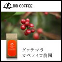 グアテマラ カペティロ農園| コーヒー 高級 ギフト コーヒーギフト コーヒー豆 土居珈琲 ドイコーヒー 土居コーヒー 珈琲 珈琲豆 豆 200g グアテマラ 自家焙煎 美味しいコーヒー 贈り物 贈答 プレゼント 本格 結婚祝い 引越し 挨拶 快気祝い お返し 出産内祝い 贅沢