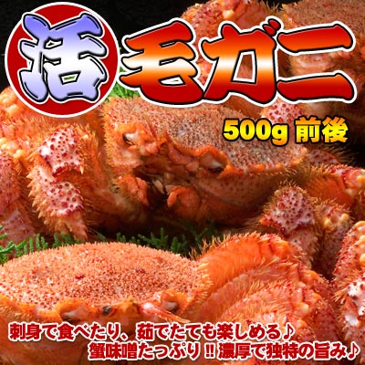 活毛ガニ【大】500g前後【楽ギフ_のし】蟹通ならではの新鮮な活かに味噌たっぷり♪