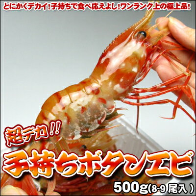 超デカ！子持ちボタンエビ500g