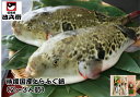 道頓堀 治兵衛 特選国産とらふぐ鍋 2〜3人前 野菜付き ふ...