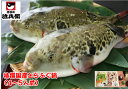 道頓堀 治兵衛 特選国産とらふぐ鍋4〜5人前 野菜付き ふぐ...