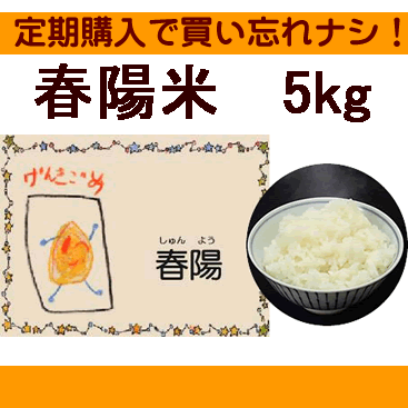 ●定期購入●【新米入荷！】低たんぱく・無洗米「春陽米／しゅんようまい」5kg