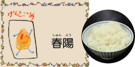 Dr.ミールオリジナル【新米入荷！】低たんぱく・無洗米「春陽米／しゅんようまい」5kgとっても美味しい