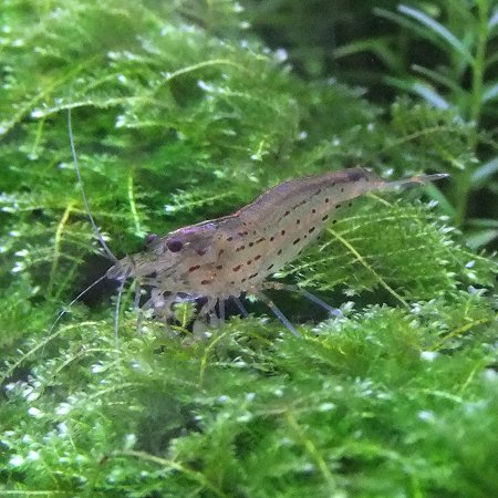 熱帯魚　観賞魚　エビ　ヤマトヌマエビ　10匹セット