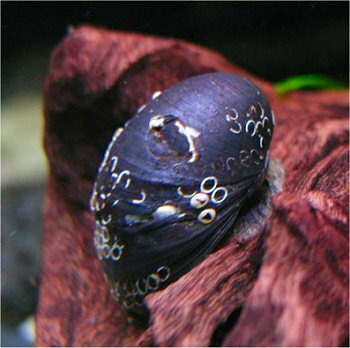 熱帯魚　観賞魚/貝　カバクチカノコ貝　2匹セット