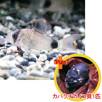 熱帯魚　観賞魚　アスピドラス/貝　コリドラス　パンダ　SM/Mサイズ2匹とカバクチカノコ貝1匹のセット