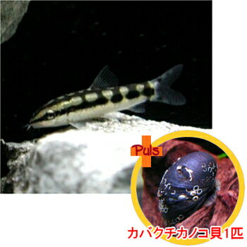 熱帯魚　観賞魚　貝/ローチ　ドワーフボーシャ1匹とカバクチカノコ貝1匹のセット