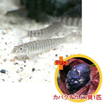 熱帯魚　観賞魚　貝/ローチ　リングローチ2匹とカバクチカノコ貝1匹のセット熱帯魚 観賞魚 水草 水槽 アクアリウム用品 5,000円以上お買い上げで送料無料！小型水槽/初心者向けお買い得カバクチカノコ貝のセット!!