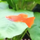 熱帯魚 観賞魚 国産グッピー RREA ジャーマンフルレッド グッピー 1Pr【国産・グッピー】